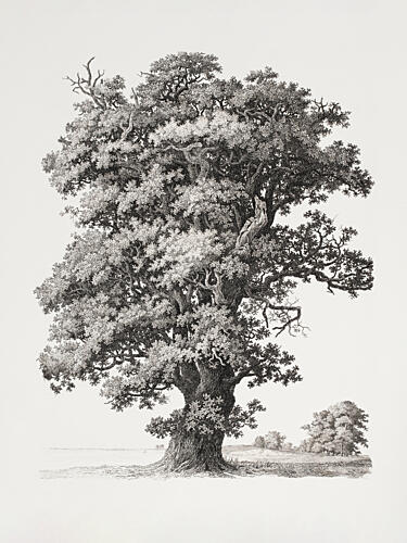 Tree Studies After Nature with Regard to Landscape Drawing Art Print by S.H. Petersen