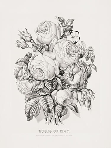 Rose of May 1870 Art Print