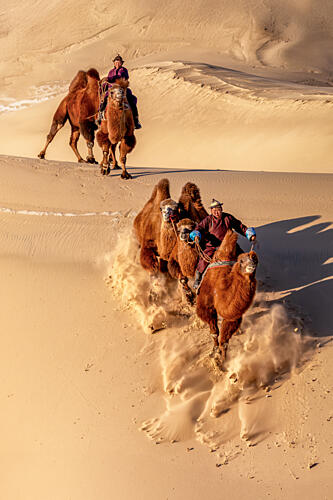 Racing Camels Desert Dunes Gold Print