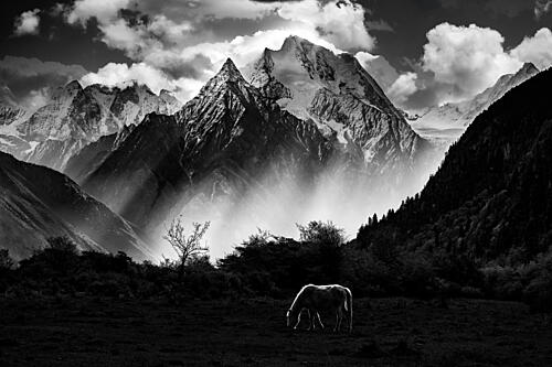 Black and White Mountain Horse Art Print