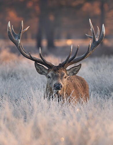 Majestic Winter Stag Art Print by Tudor Munteanu