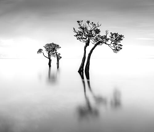 Tranquil Water Trees Art Print