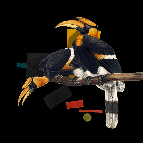 Modern Hornbills Abstract Art Print