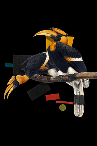 Tropical Hornbill Duo Art Print