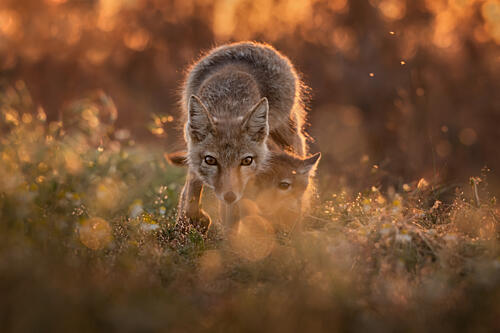 Golden Hour Foxes Gold Print