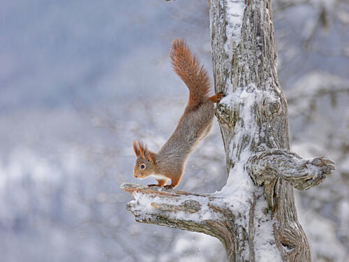 Squirrel in Snowy Forest Art Print by Jorgen Hovde