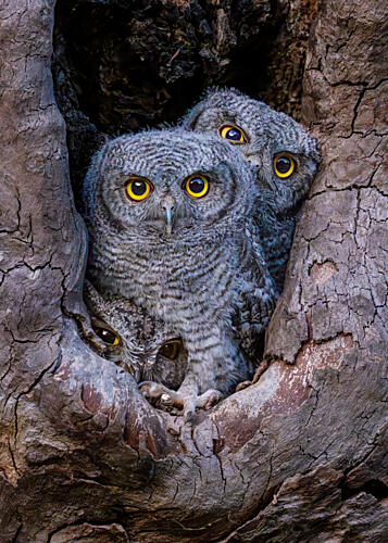 Curious Owlets Peeking out Art Print by Victor Wang