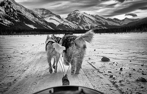 Sled Dogs in Winter Art Print