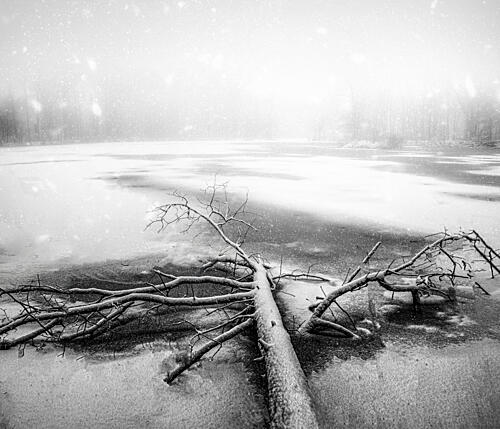 Fallen Tree Winter Lake Art Print