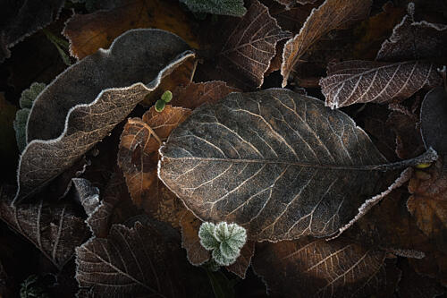 Frosted Autumn Leaves Art Print