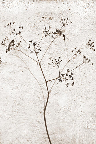Delicate Dried Plant Art Print