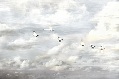 Swans in Flight Art Print