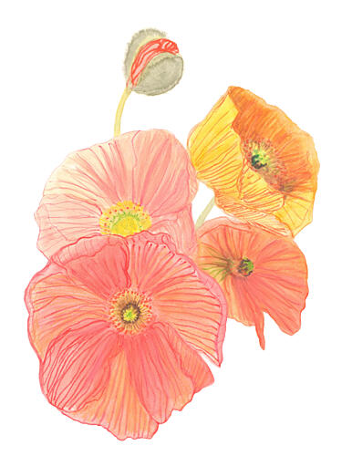 Vibrant Poppies Unfolding Pop art reproduction