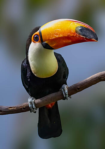 Vibrant Toucan Perched Art Print by Songhu Yan
