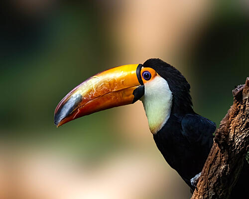 Vibrant Toucan Profile Art Print by Songhu Yan