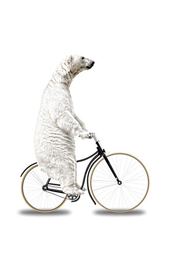 Polar Bear Bike Ride Art Print