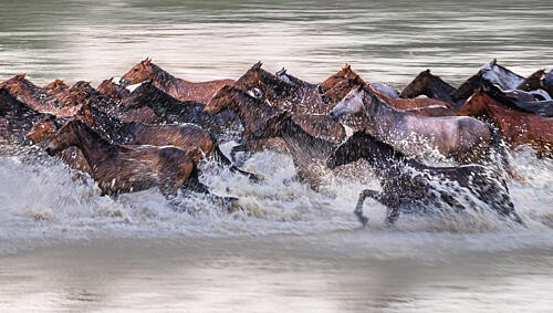 Wild Horses Splashing Water Art Print