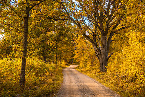 Golden Autumn Road Gold Print