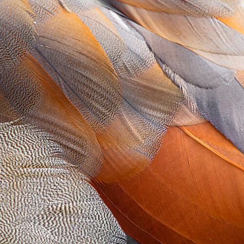 Warm Feather Textures Art Print by Adolfo Urrutia