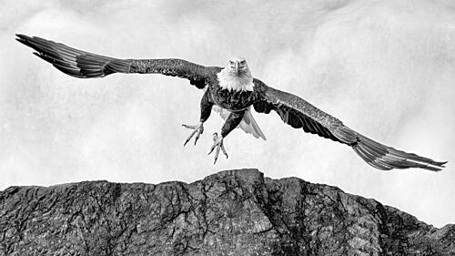 Majestic Eagle Descent Art Print