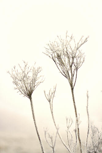 Delicate Winter Frost Art Print