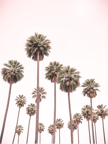 Blush Pink Palms Art Print