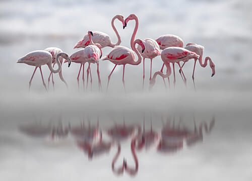 Flamingo Heart Reflection Art Print by Bassant Meligy