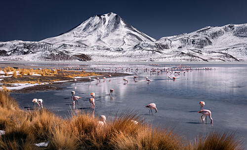 Frozen Lake Pink Flamingos Art Print