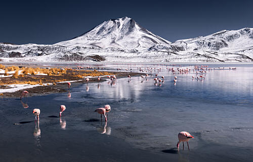 Mountain Lake Pink Flamingos Art Print