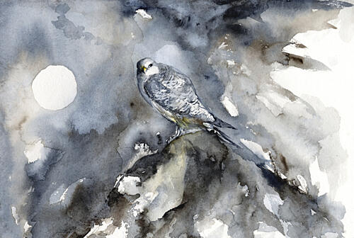 Moonlit Falcon Watch Art Print