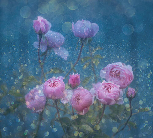 Dreamy Pink Roses Art Print