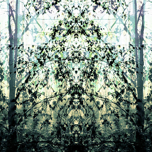 Mirrored Forest Dream Art Print