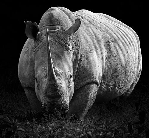 Powerful Rhino Portrait Art Print