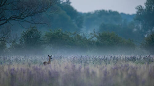 Misty Morning Deer Art Print by Barbora Gabrisova