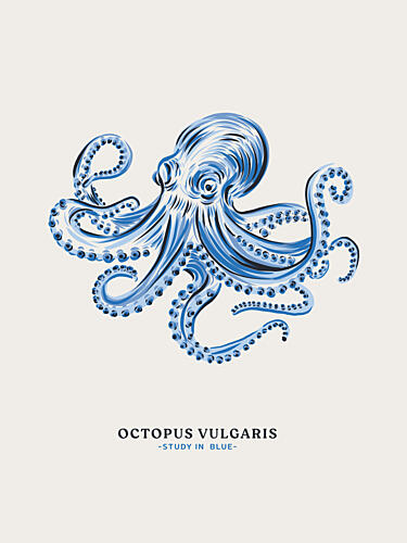 Octopus Study in Blue Art Print