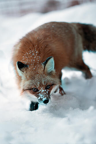 Snowy Red Fox Art Print by Adnan Larijani