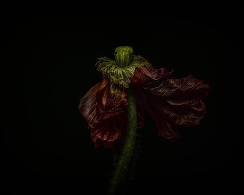 Elegant Wilting Poppy Art Print