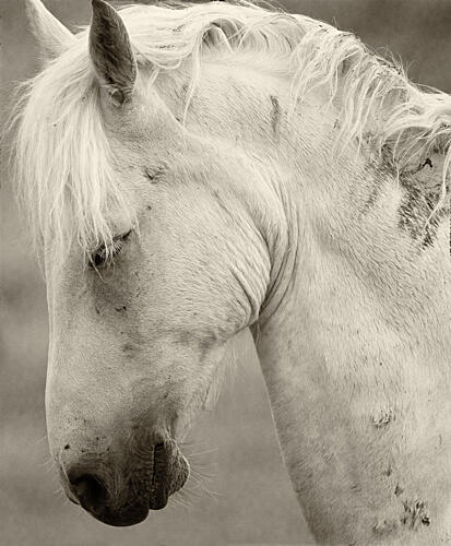 Peaceful White Horse Art Print