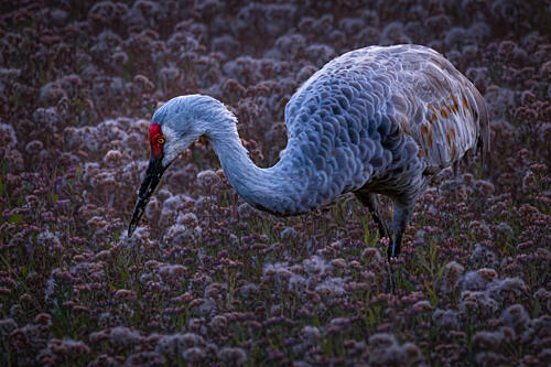 Sandhill Crane Art Print