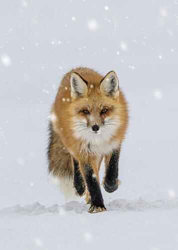 Running Red Fox in Snow Art Print