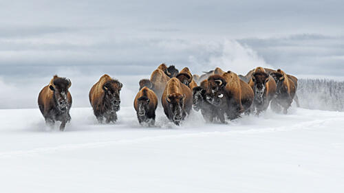 Bison Herd Charging Snow Art Print
