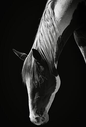 Dark Horse Elegance Art Print