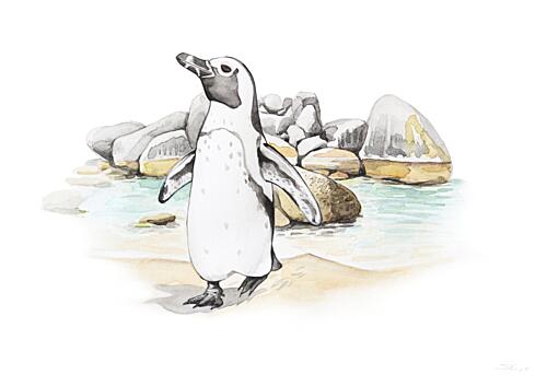 African Penguin Coast Art Print by Steve Erwin
