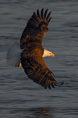 Golden Light Eagle Flight Gold Print