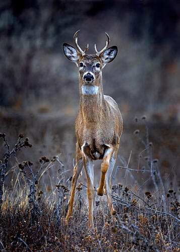 Alert Buck Art Print