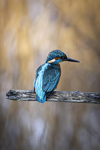 Vibrant Kingfisher Perched Art Print