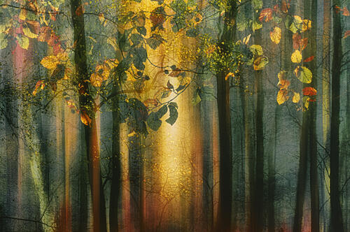 Sunlit Autumn Forest Art Print by Hilda van der Lee