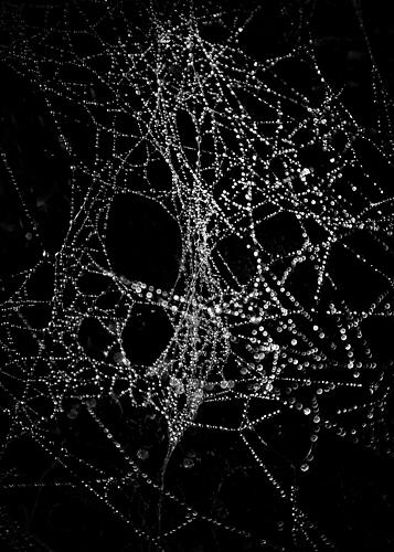 Glistening Spider Web Art Print