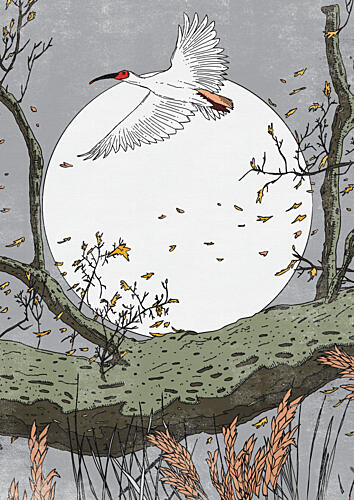 Moonlit Ibis Flight Art Print