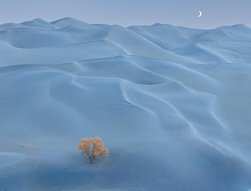 Golden Tree Blue Dunes Gold Print
